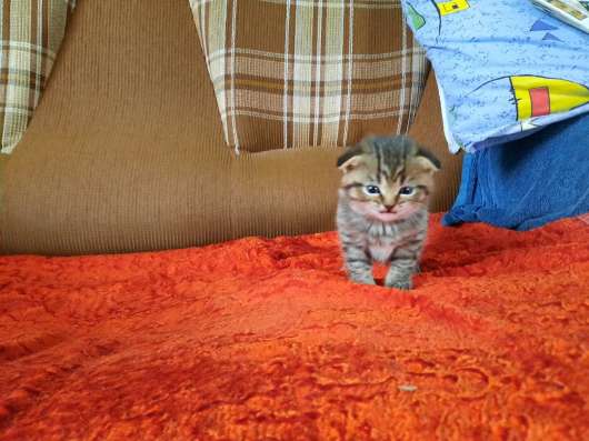 Продам Шотландских котят! в Пензе