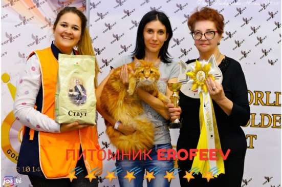 Мейн-кун супер кошка шоу класса в Краснодаре фото 8