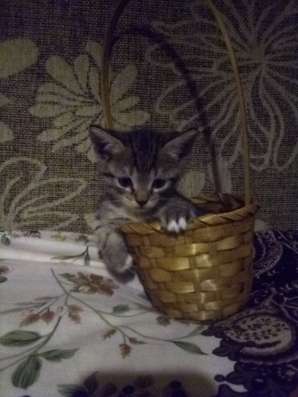 Отдадим котят бесплатно