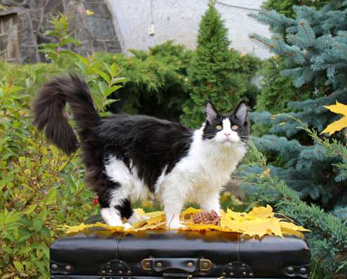 Котята мейн-куна из питомника