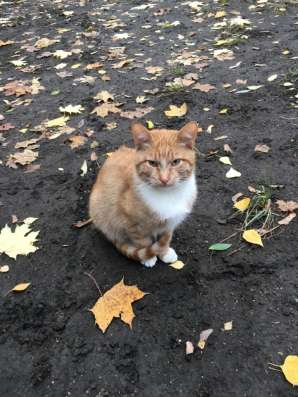 Котятам нужен дом в Москве фото 6