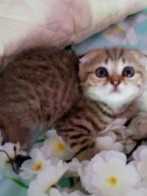 Шотландский котик в Новороссийске фото 4
