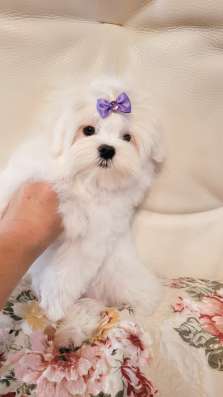 Мини Мальиезе Information_puppylove в Москве фото 11