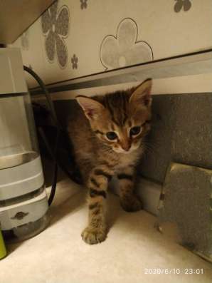 Отдам в добрые руки котят в Симферополе фото 3
