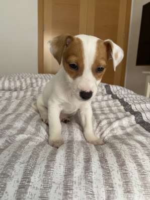 Домашние животные Jack Rassel фото 5