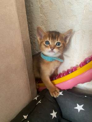 Абиссинские котята в Химках