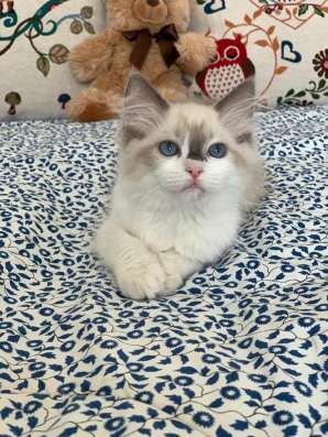 Котята рэгдолл в Екатеринбурге
