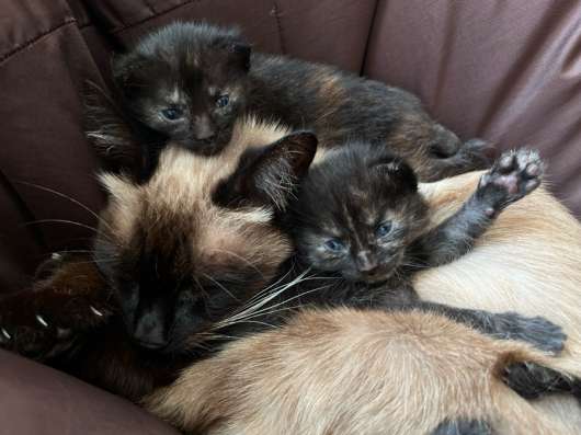 Отдам котят в добрые руки в Новороссийске
