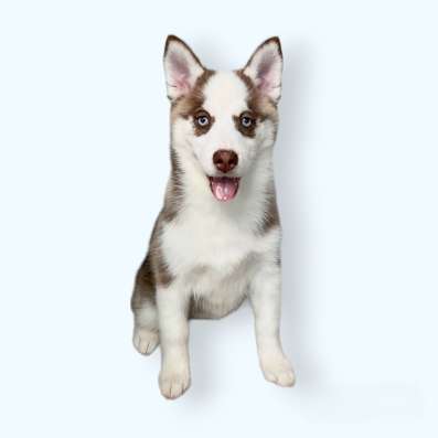 Щенки Помски Pomsky puppies в Москве фото 9