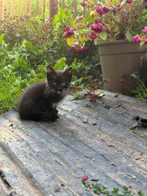 Котёнок в добрые руки в Чебоксарах