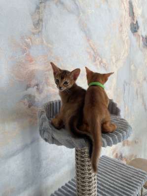 Абиссинские котята в Можайске фото 4