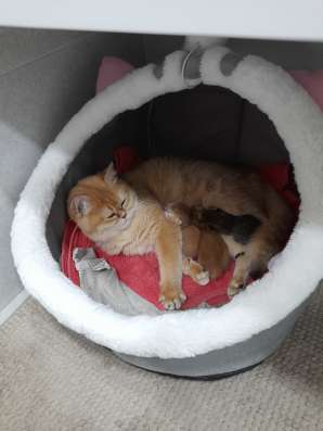 Британские котята фото 3
