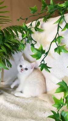 Клубный шотландский котёнок в Ставрополе фото 6