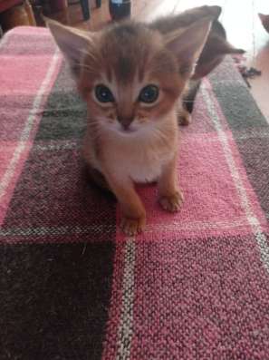 Abessinierkatze 3,5 Monate dringend