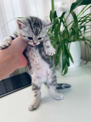 Шотландские котята в Копейске фото 3