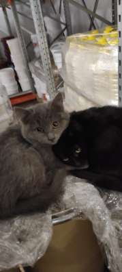 Котенок в Екатеринбурге фото 3