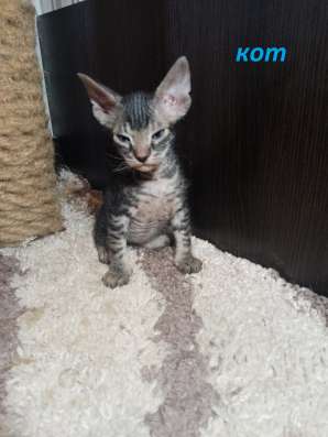Котята донского сфинкса