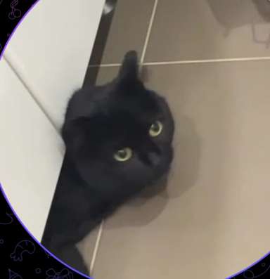 НАШЛИ КОШКУ