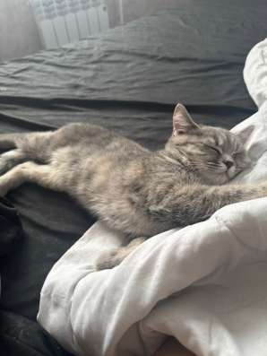 кошка
