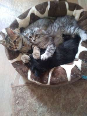 Продам вислоухих котят в Красноярске фото 7