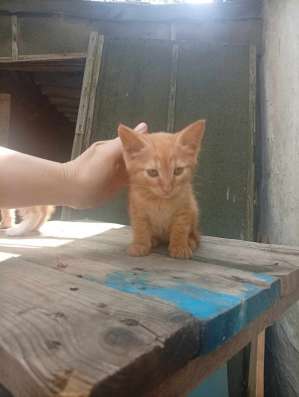 Рыженький котенок