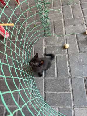 Котята в добрые руки в Ростове-на-Дону