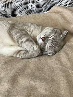 Шотландский вислоухий кот в Лугах фото 3