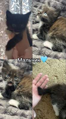 Котенок в Новосибирске фото 3