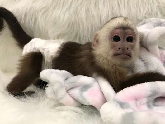 Мальчик и девочка, монахи капуцины