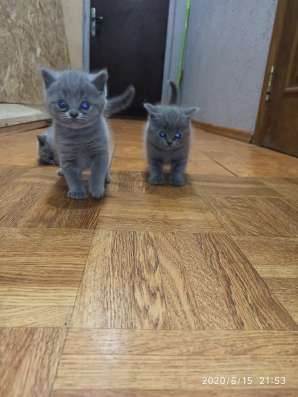 Котята шотландские
