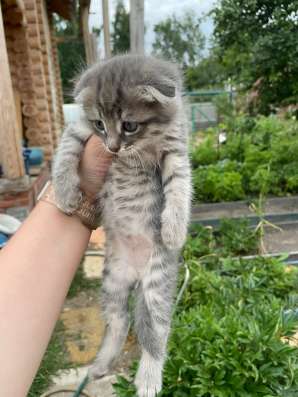 Котята 3 штуки, вислоухие в Казани фото 3