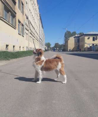 Японский хин, мальчик в Санкт-Петербурге фото 9