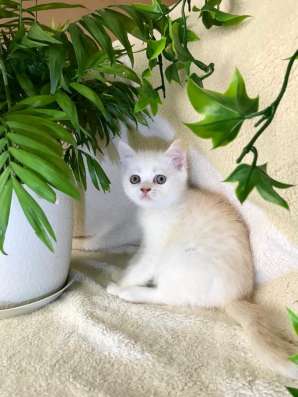 Клубный шотландский котёнок в Ставрополе фото 5