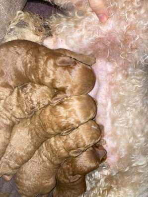 Щенки малого пуделя в Приморске фото 6