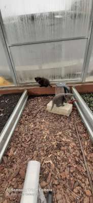 Котята в хорошие руки в Липецке фото 4
