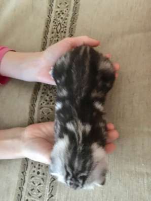 Шотландские котята в Астрахани