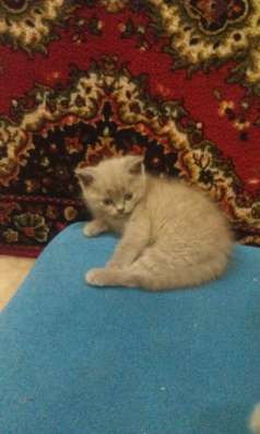 ВИСЛОУХИЕ КОТЯТА фото 3