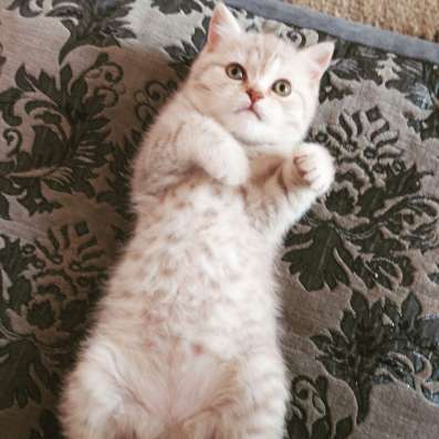 Британские котята фото 4