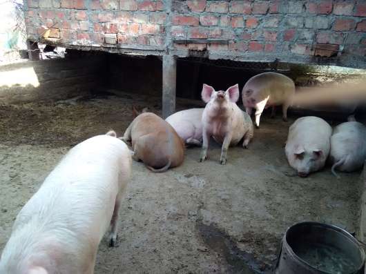 Продам свиней