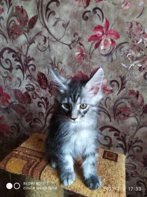 Котята Мейн Кун фото 3
