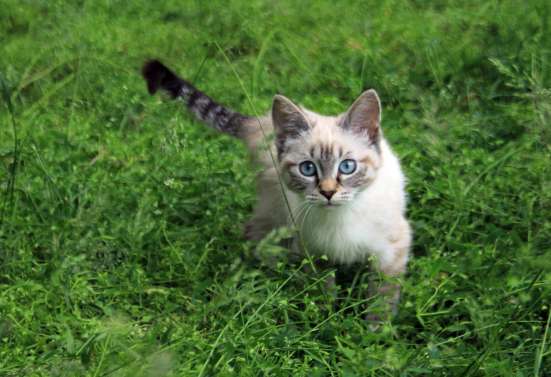 Отдам в хорошие руки кошечек