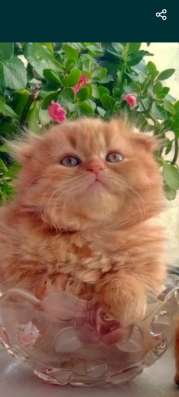 Котятки огненно рыжие девочки вислоушки! фото 5