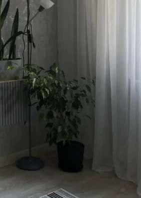 Фикус