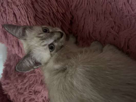 Сиамские котята в Астрахани