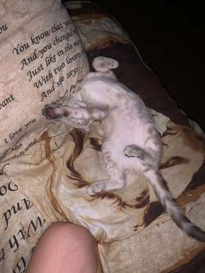 Шотландский вислоухий кот