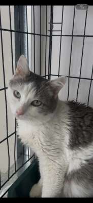 Котик ищет дом