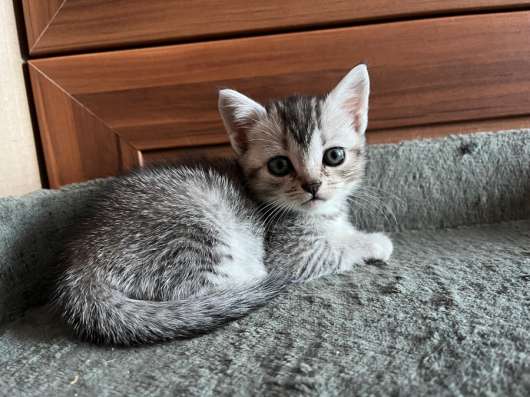 Котята от британской кошки в Туле фото 4