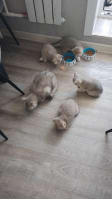 Продам котят в Благовещенске