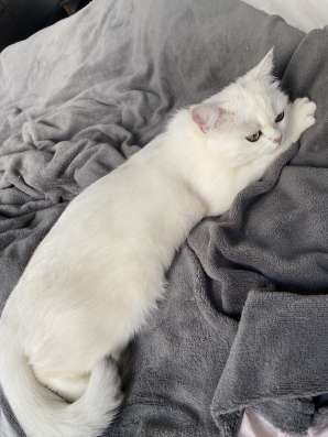 Продам кошечку, серебристая шиншилла фото 5