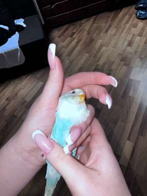 Попугаи в Видном фото 3